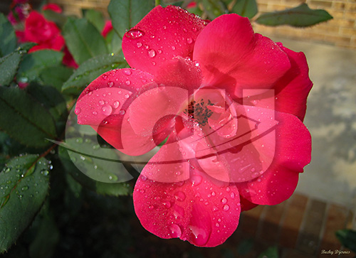 Dewy Perfection by Becky Djernes
