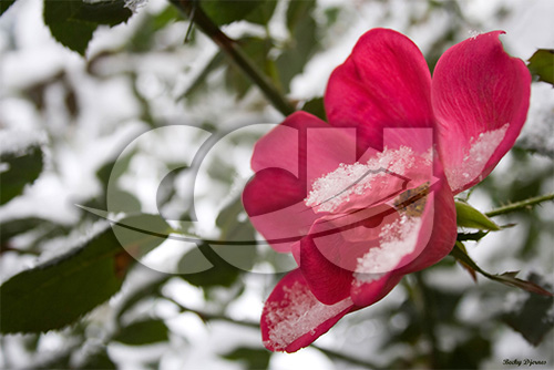 Ice Petals by Becky Djernes