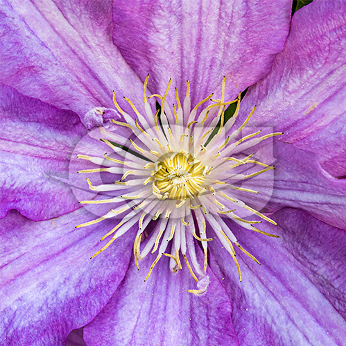 Lilac Symmetry by Braam Oberholster
