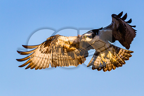 Osprey by Braam Oberholster