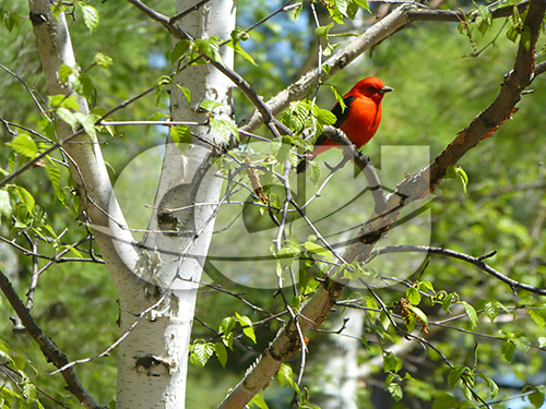 Scarlet Tanager by Bonnie Eder